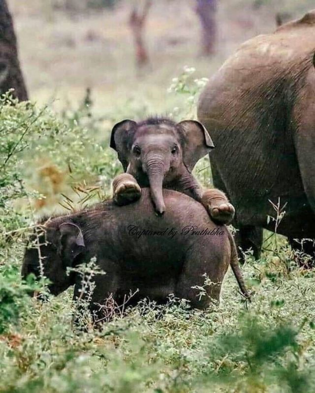 Lovely Baby Elephants