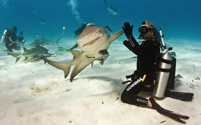 Best Funny sharks images - High five
