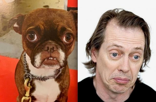 Dogs That Totally Look Like Celebrities