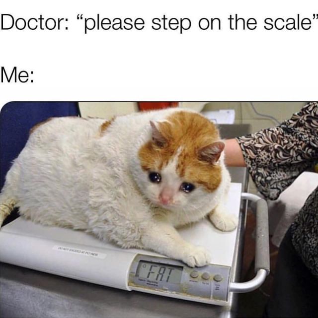 Fat Cat Meme