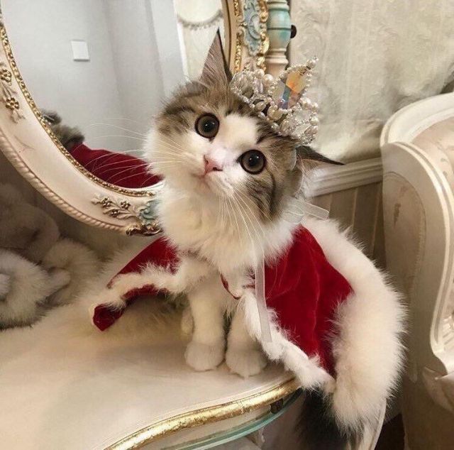 Queen of Cats