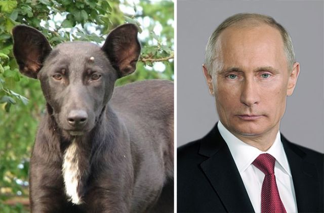 Dogs That Totally Look Like Celebrities