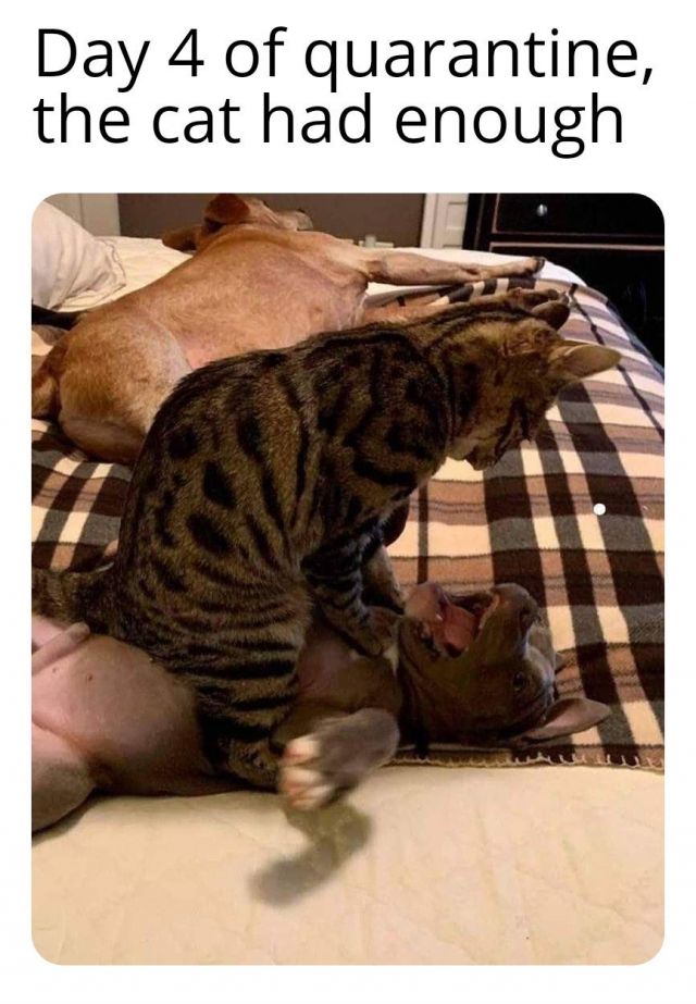 Cat In Coronavirus Quarantine Funny Pictures Memes Funvizeo Com