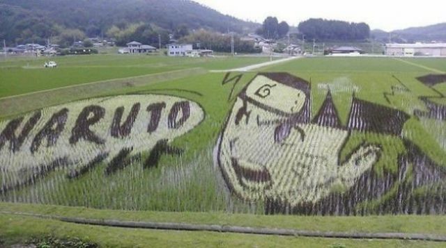 Drawing Naruto - Rice Paddy Art