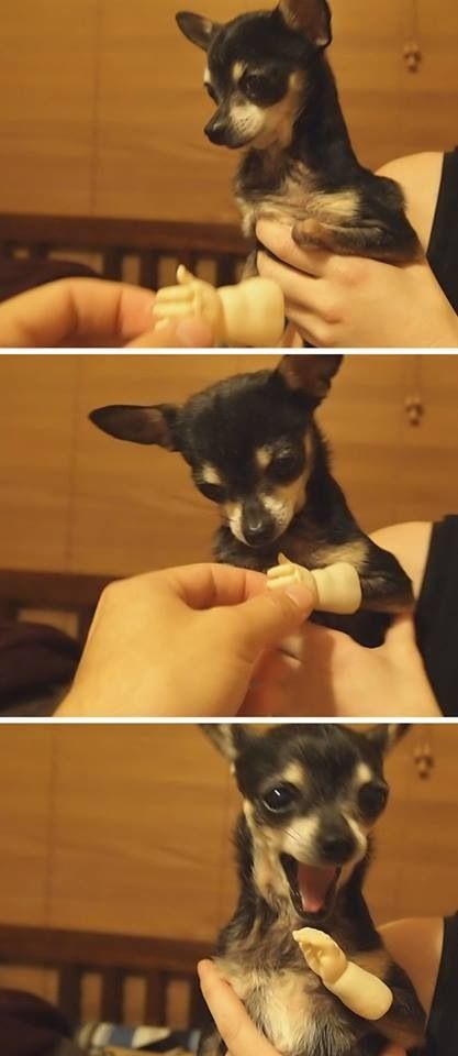 Great happiness, cute chihuahua