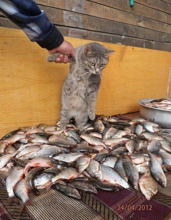 Cat steals fish