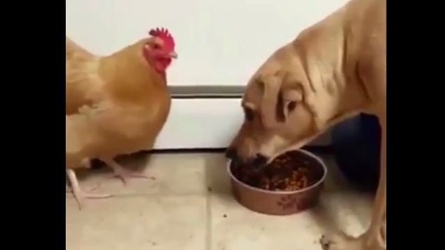 The bravest chicken in the world, chicken, dog, pet, brave.