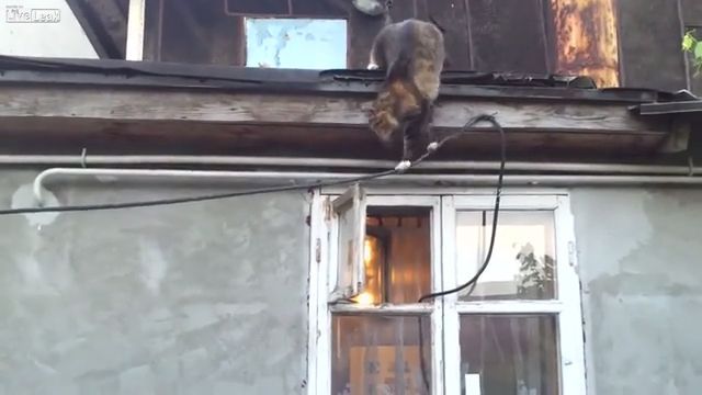 Mission impossible 9, cat, pet, risky, climb, window.