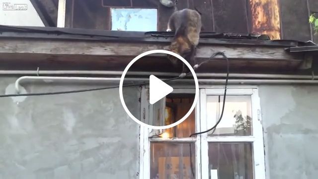 Mission Impossible 9 - Video & GIFs | cat, pet, risky, climb, window