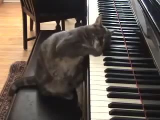 Cat Playing Piano GIFs