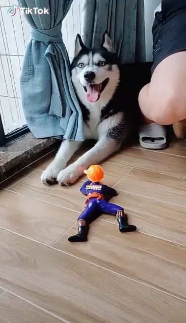 Giant Husky Vs Brave Soldier, Lol. Siberian Husky. Funny Dog. Funny Pet. Toy Soldier. Crawling Soldier. Electronic Toy.