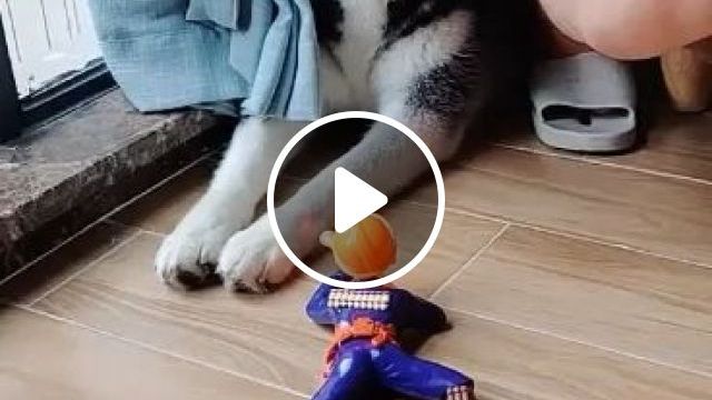 Giant Husky Vs Brave Soldier, Lol. Siberian Husky. Funny Dog. Funny Pet. Toy Soldier. Crawling Soldier. Electronic Toy. #0