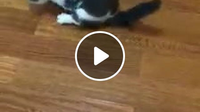 The Cat Has A Funny Gait. Cat. Pet. Gait. Walk. #0