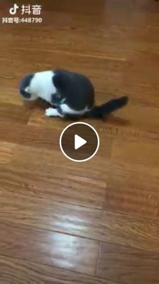 The cat has a funny gait