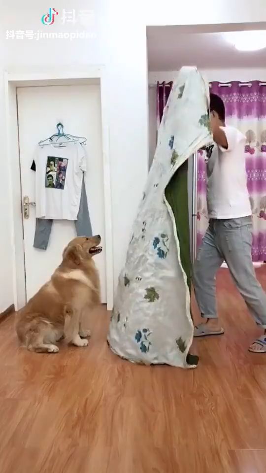 Funny game with smart dog, lol, funny dog videos, funny dog, funny pet, magic game, funny golden retriever.