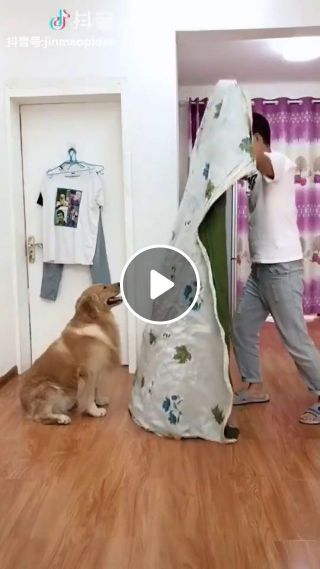 Funny game with smart dog, LOl