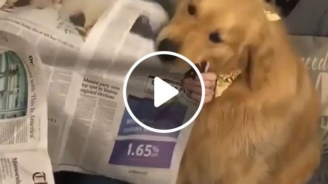 If Your Dog Likes To Eat Paper, Take It To Your Veterinarian Right Away. Golden Retriever. Dog Eat Paper. Veterinarian. Pet. Newspaper. #0
