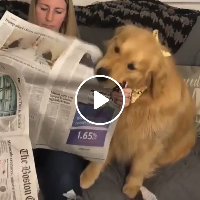 If Your Dog Likes To Eat Paper, Take It To Your Veterinarian Right Away. Golden Retriever. Dog Eat Paper. Veterinarian. Pet. Newspaper. #1