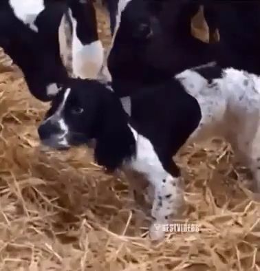 Wat... Something's wrong here - Video & GIFs | funny dog gifs,funny cow gifs,funny pet gifs,funny animal gifs