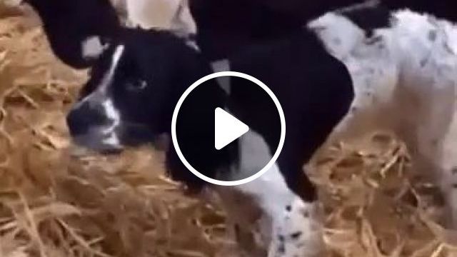 Wat... Something's Wrong Here. Funny Dog Gifs. Funny Cow Gifs. Funny Pet Gifs. Funny Animal Gifs. #0