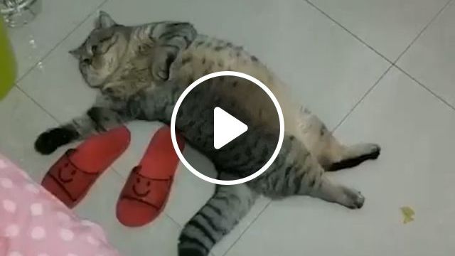 Lazy Cat Breed. Boss. Cat. Pet. Fat. Lazy. #0