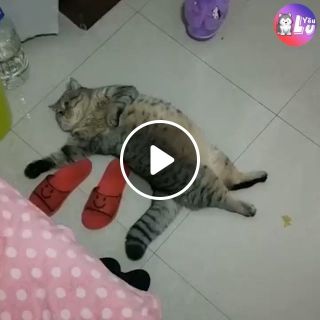 Lazy Cat Breed