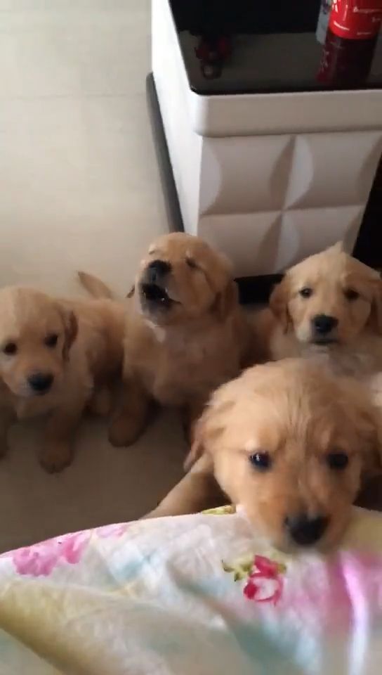 Cute puppies, Dog, Puppy, Cute, Pet