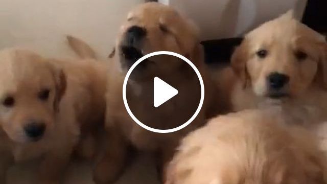 Cute Puppies. Dog. Puppy. Cute. Pet. #0