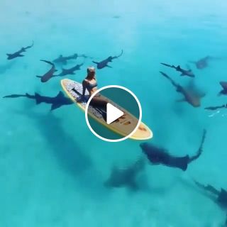 Paddle boarding with sharks