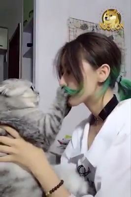 No Way! You Have Bad Breath. Dental Health. Dental Health Cosmetology. Dentist. Funny Cat. Funny Pet. Scottish Fold.