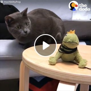 Mischievous cat and stuffed frog