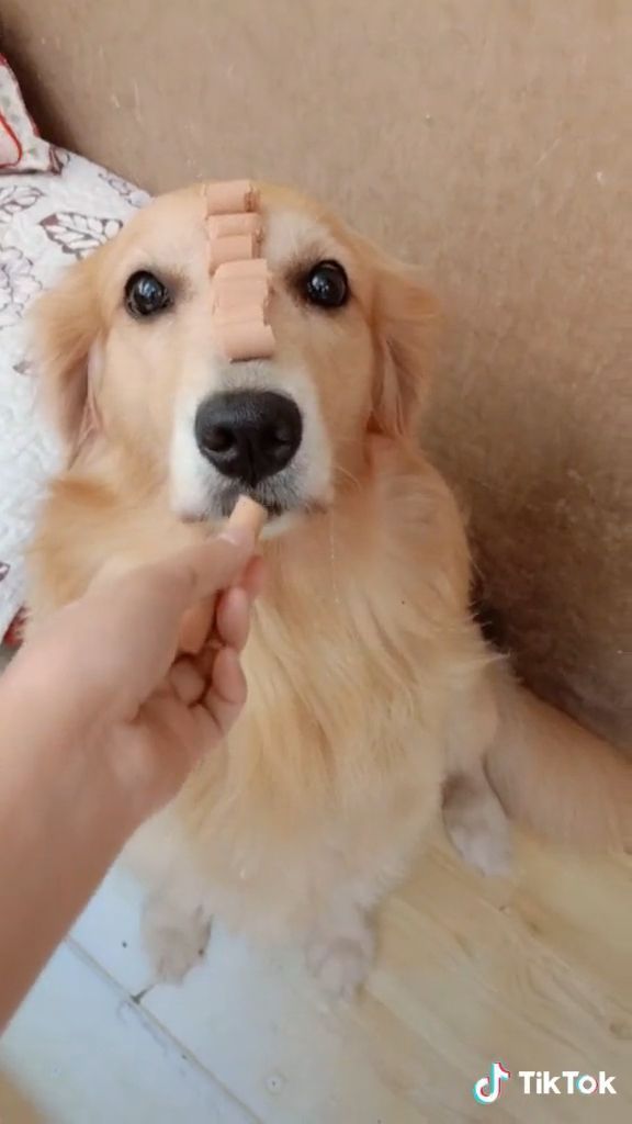 This Smart Dog Can to Balance Food On His Head - Video & GIFs | funny dogs gifs,funny dogs videos,funny pet,smart dog,smart golden retriever