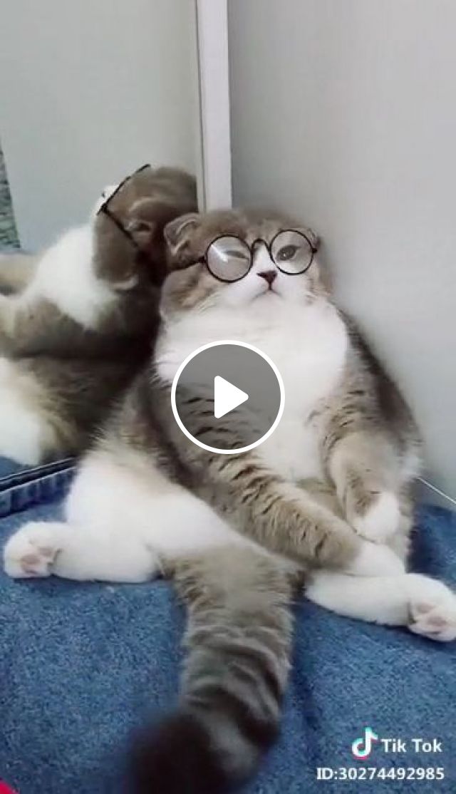 Cute Cat - Video & GIFs | boss, cat, pet, adorable