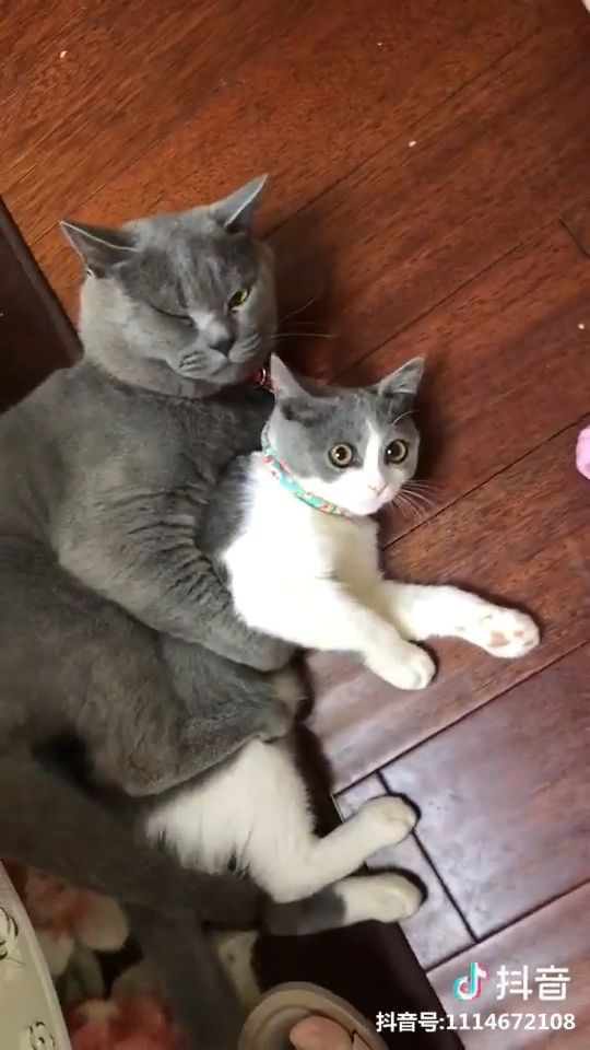 Wat? I Just Want To Hug My Friend. Cute Cat. Cute Pet. Sleeping Cat. Grey Cat.