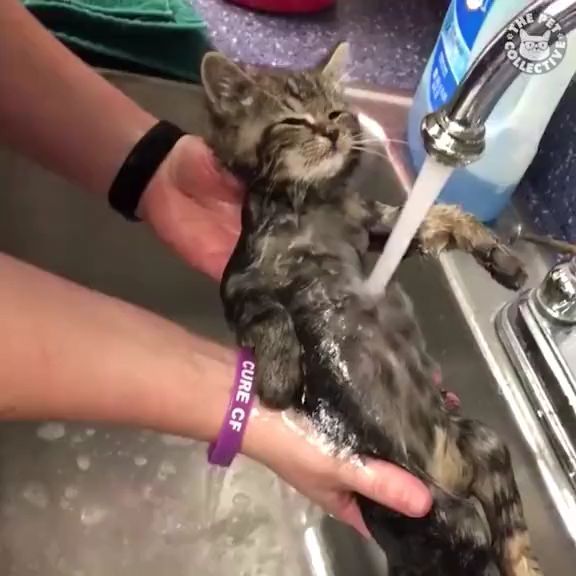 Way to relax for your kittens, kitty, cute cat, cute pet, water tap, sink, take care of the pet.