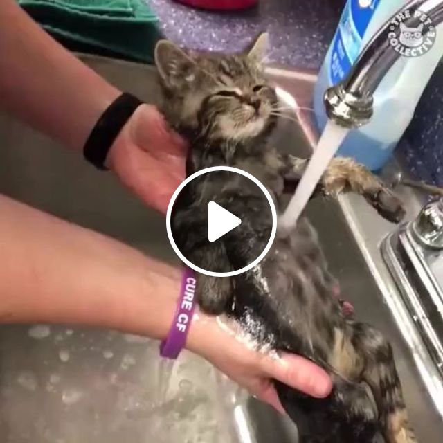 Way To Relax For Your Kittens. Kitty. Cute Cat. Cute Pet. Water Tap. Sink. Take Care Of The Pet. #1