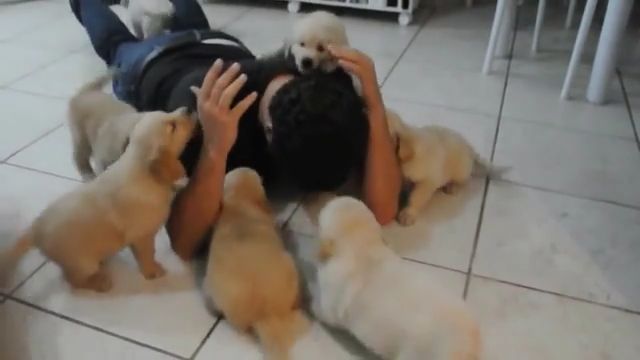Mischievous puppies - Video & GIFs | puppy,puppies,mischievous,golden retriever,cute pet