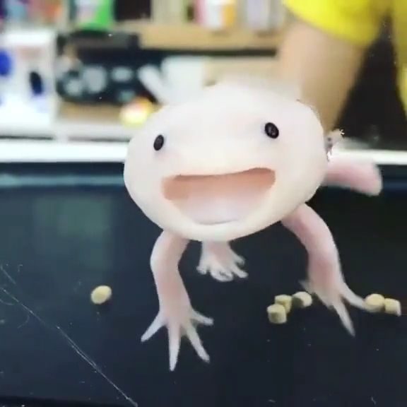 Smiling salamander, salamander, pet, cute, baby.