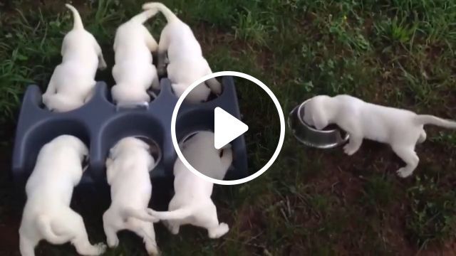 Happy lunch, adorable puppies, cute pet, dog food, dog bowl. #0