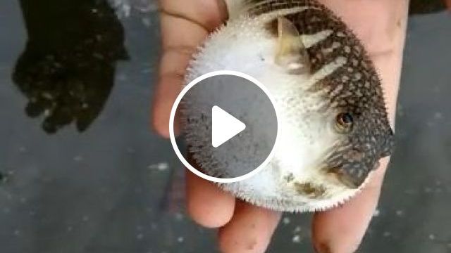 Cute Puffer Fish. Puffer Fish. Fish. Cute. #0