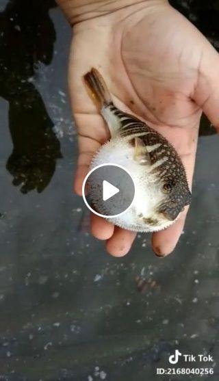 Cute Puffer Fish