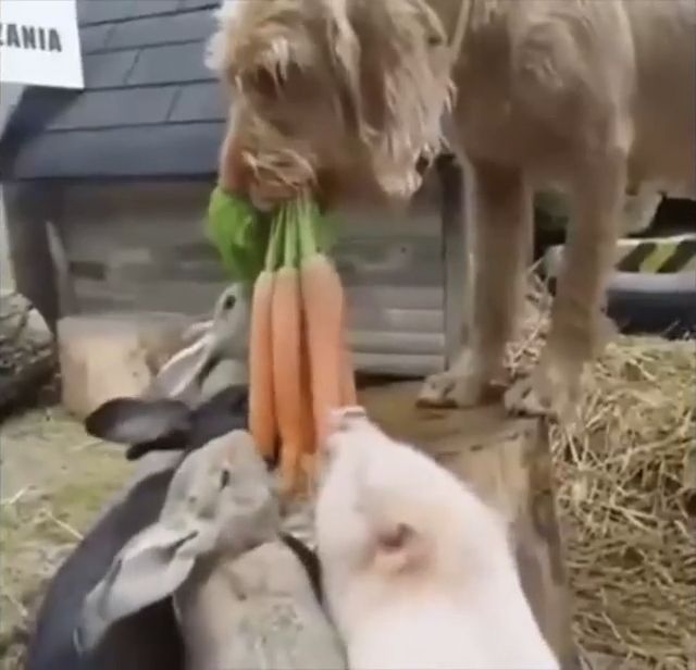 Carrots Are Good For Your Health. Animal. Health. Rabbit. Carrot. Eat. Dog. #2