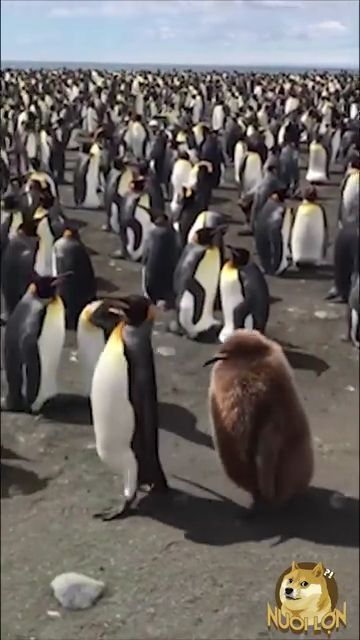 I'll follow you to the ends of the Earth!, Animal, Penguins, Follow
