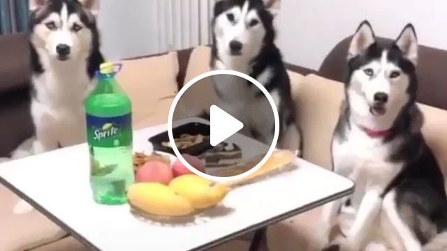 When You Have Three Very Cool Dogs. Dog. Boss. Husky. Pet. Funny. Eat. #0