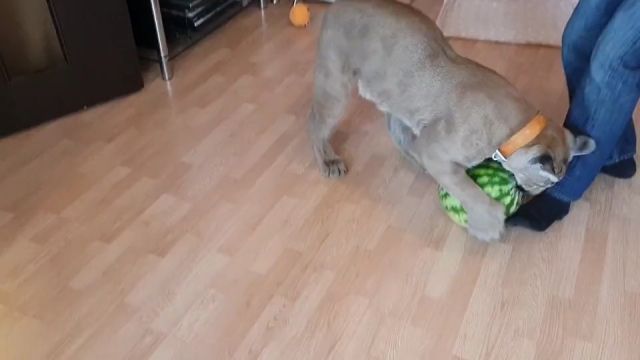 Big Cat Eat Watermelon