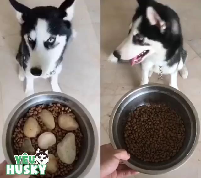 A good way to train your dog how to eat politely, lol, dog, pet, eat, food.