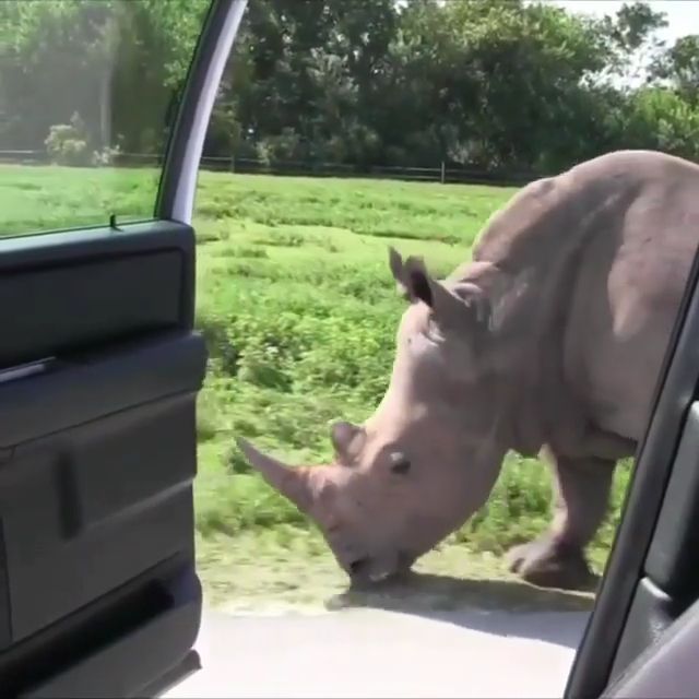 Do you recognize this trend? lol, rhino, car, trend, animal, funny.