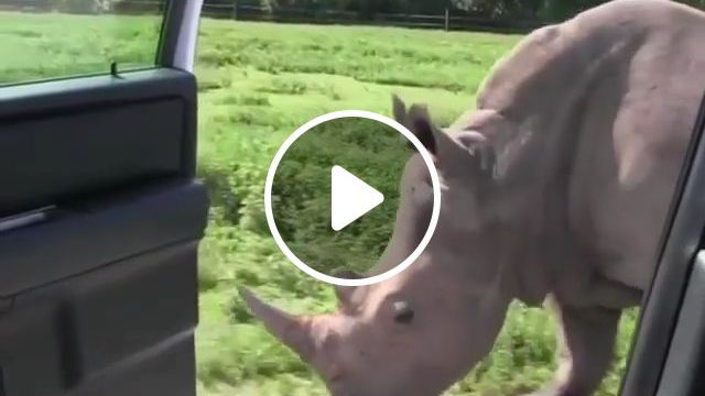 Do You Recognize This Trend? Lol. Rhino. Car. Trend. Animal. Funny. #0