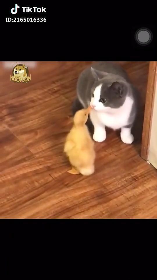 Little duck, cute baby duck, mischievous cat, cute pet.