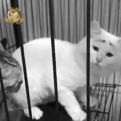 Poor face lol, funny cat, funny pet, cat food, cat cage.